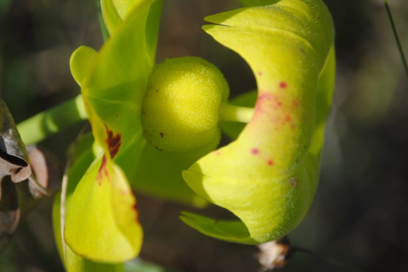 A seductive yellow pitcher plant in a bog in South Georgia was photographed by Brenda Sutton Rose.