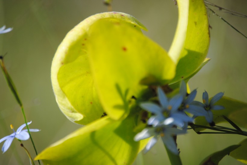 Yellow Pitcher Plant photo by Brenda Sutton Rose.