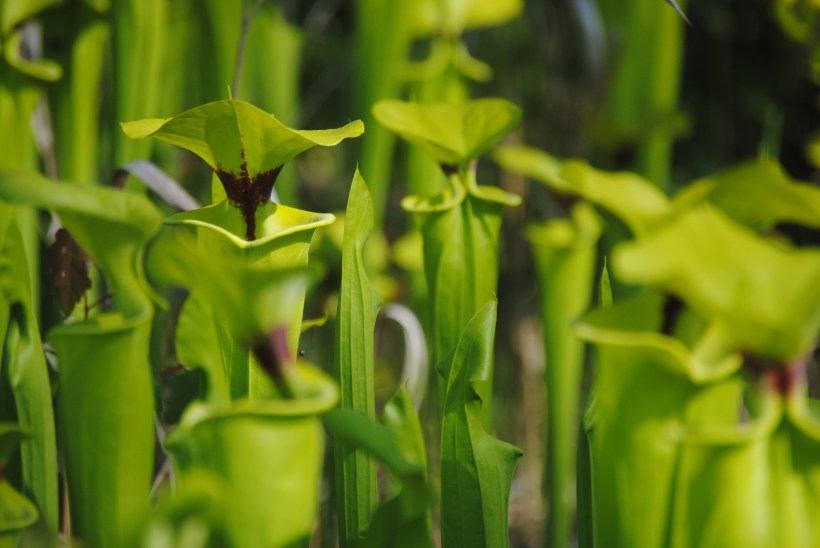 Yellow Pitcher Plant in South Georgia as photographed by Brenda Sutton Rose.